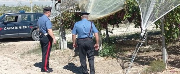 Ladri d’uva in azione nelle campagne, furto sventato dai carabinieri