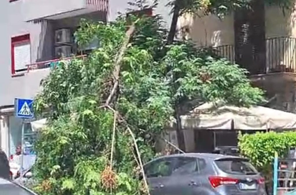 Corso Calatafimi, albero si abbatte su due auto