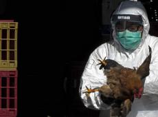 Influenza aviaria, OMS conferma la morte del primo uomo per il virus H5N2