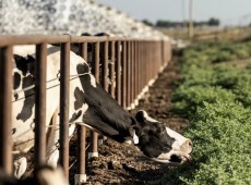 Danimarca, prima tassa al mondo sulle “flatulenze” del bestiame, quanto dovranno pagare gli allevatori