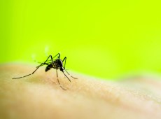 Primo caso autoctono di febbre dengue in Italia