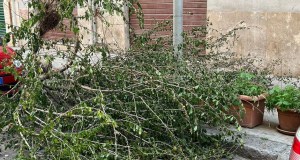 Crolla albero in via Corrado Lancia, la pianta resta sul marciapiede da giorni