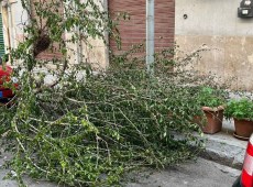 Crolla albero in via Corrado Lancia, la pianta resta sul marciapiede da giorni