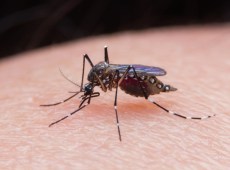 Malaria senza viaggi, scoperto caso autoctono a Verona