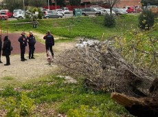 Tragedia nel parco, albero cade e uccide una mamma su una panchina