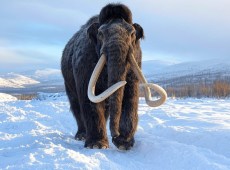 Il ritorno del mammut? Scienziati creano topi lanosi in laboratorio